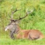 Cerfs