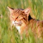 Chats sauvages