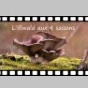 Diaporamas