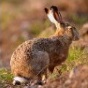 Lagomorphes