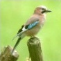 Oiseaux