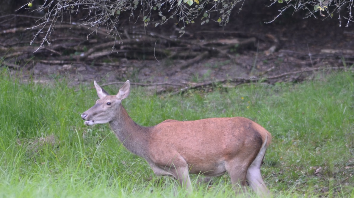 Cerfs, biches et/ou faon