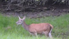 Cerf