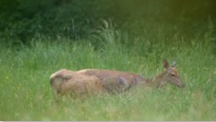 Cerf