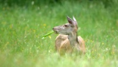 Cerf