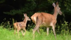 Cerf
