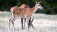 Cerf