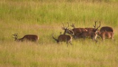 Cerf