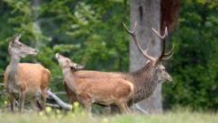 Cerf