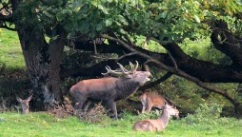 Cerf