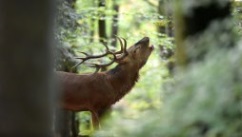 Cerf