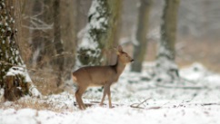 Chevreuils