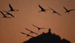 Oiseaux
