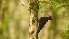 Oiseaux