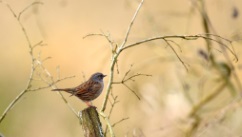 Oiseaux
