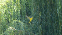 Oiseaux