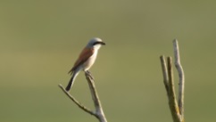 Oiseaux