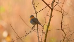 Oiseaux
