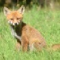 Renards